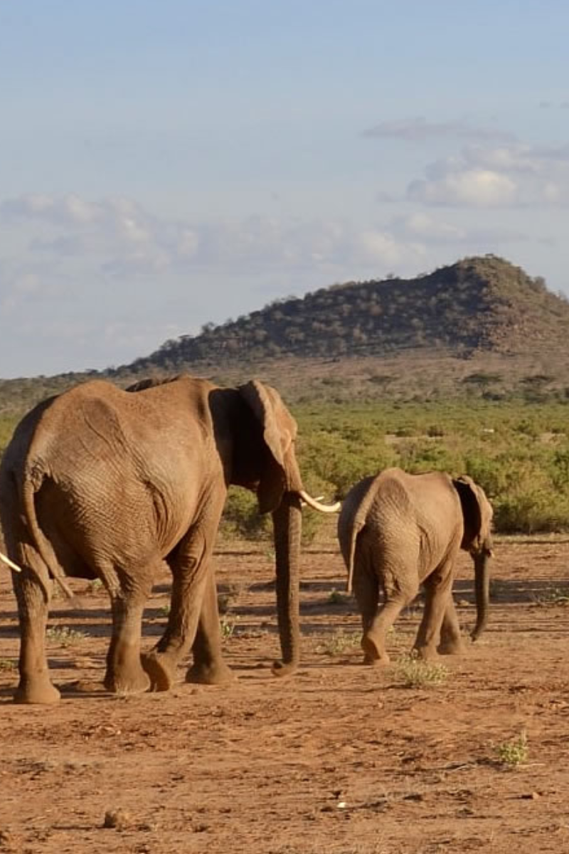 6 Days - Samburu, Lake Nakuru And Masai Mara Safari