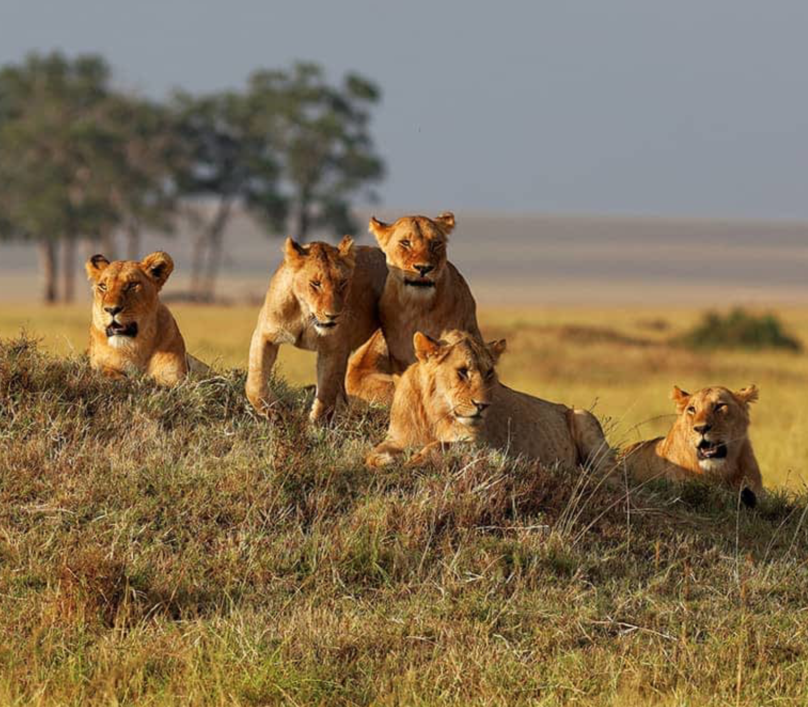 6 Days - Samburu, Lake Nakuru, Masai Mara Safari  Attractions