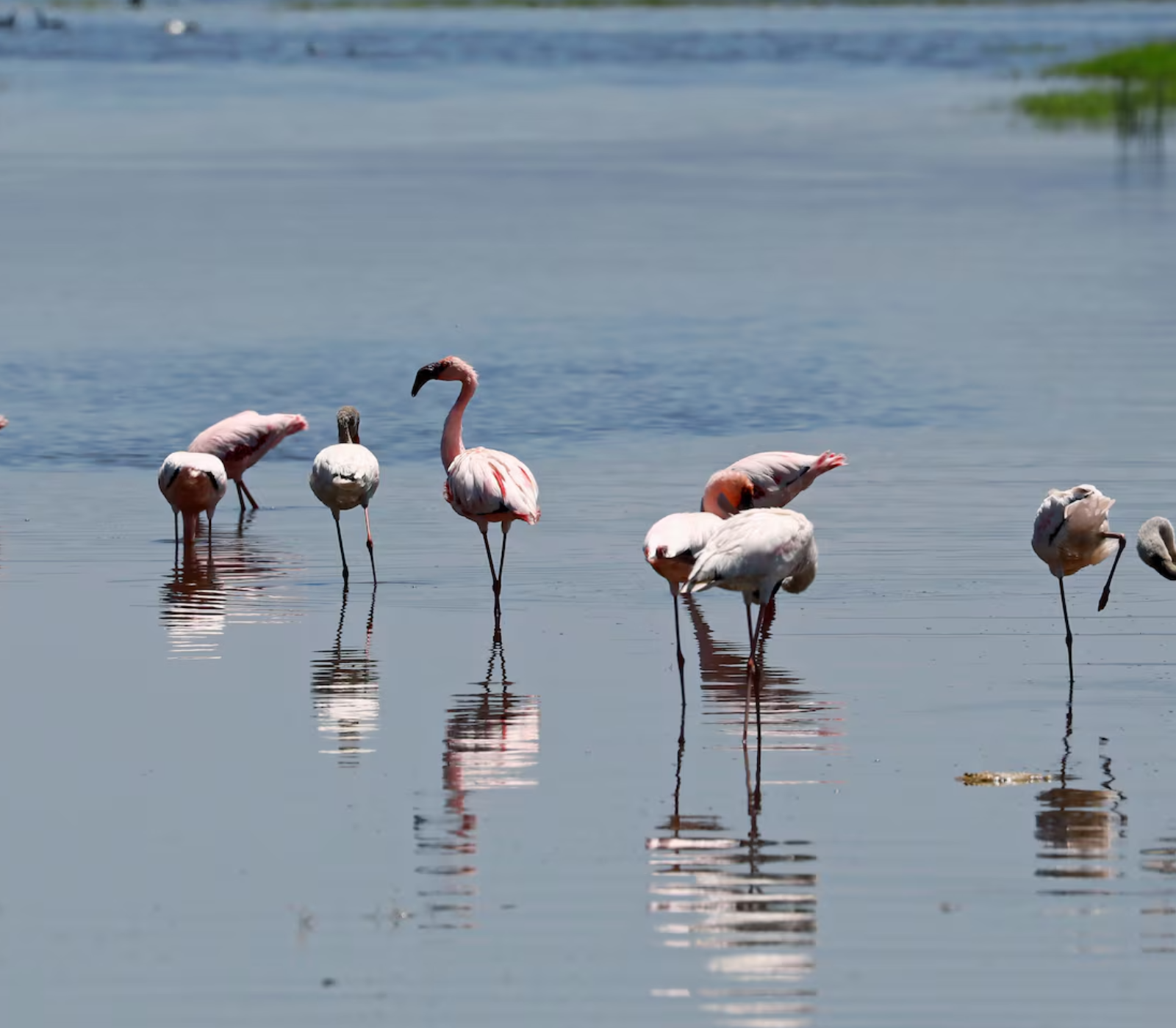 6 Days - Samburu, Lake Nakuru, Masai Mara Safari  Attractions