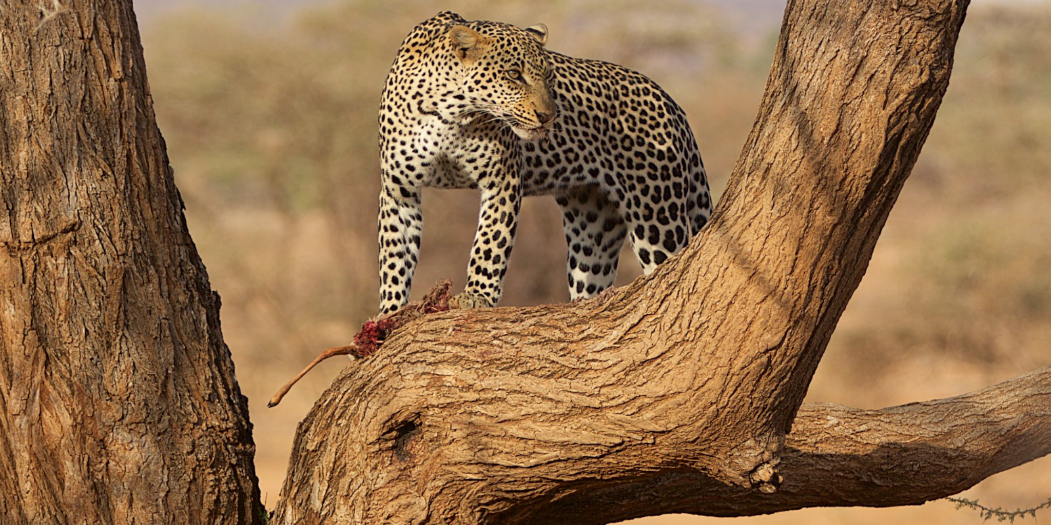 6 Days - Samburu, Lake Nakuru, Masai Mara Safari