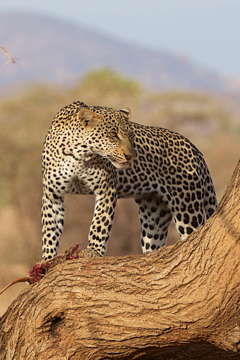 6 Days - Samburu, Lake Nakuru, Masai Mara Safari