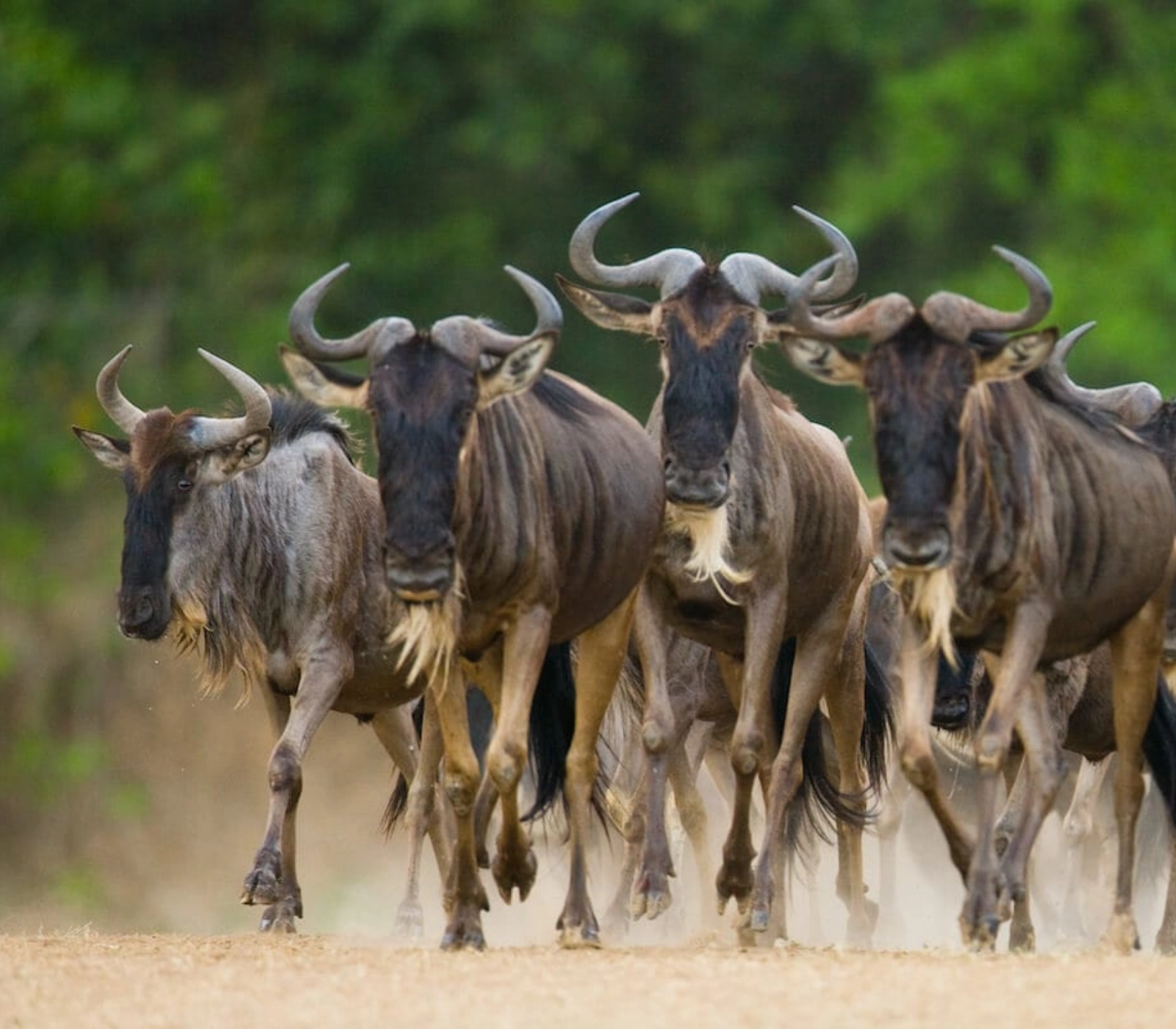 6 Days Tanzania Walking Safari Attractions