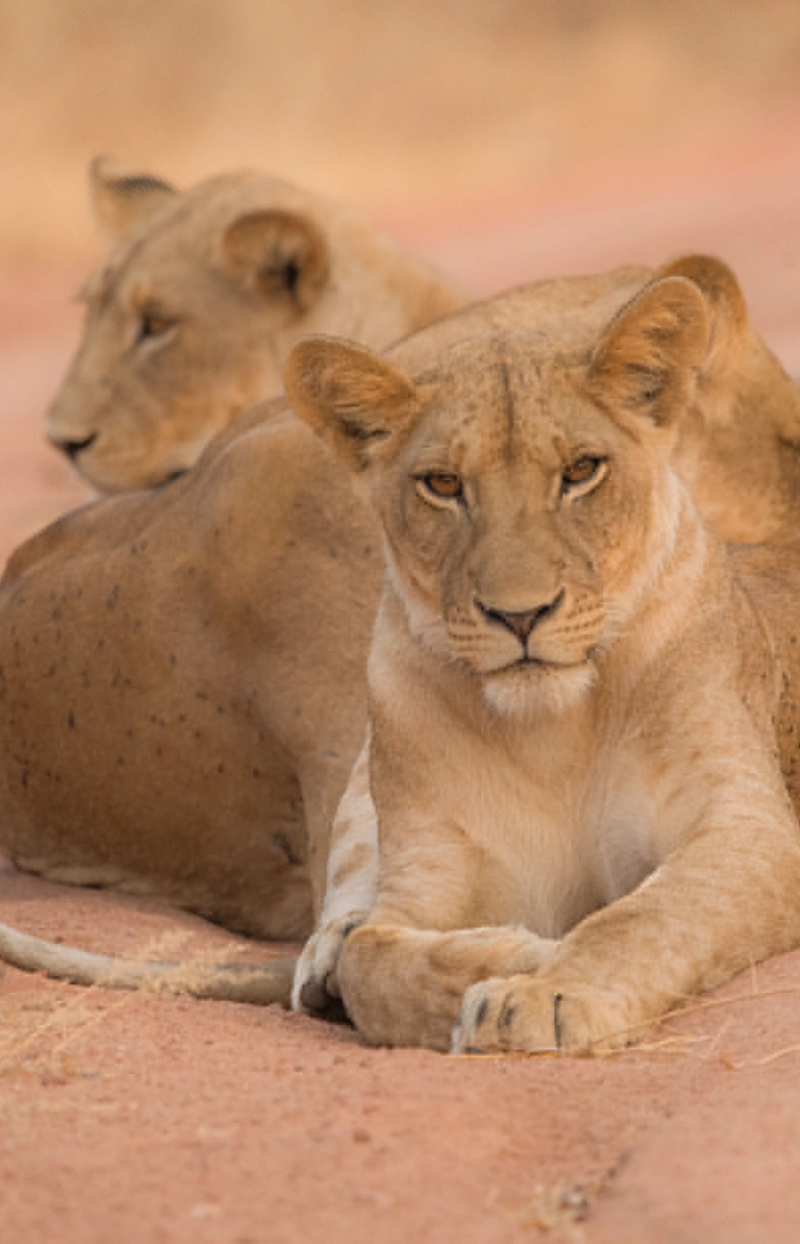 6 Days – Tsavo West, Amboseli, Naivasha & Masai Mara Safari wildlife