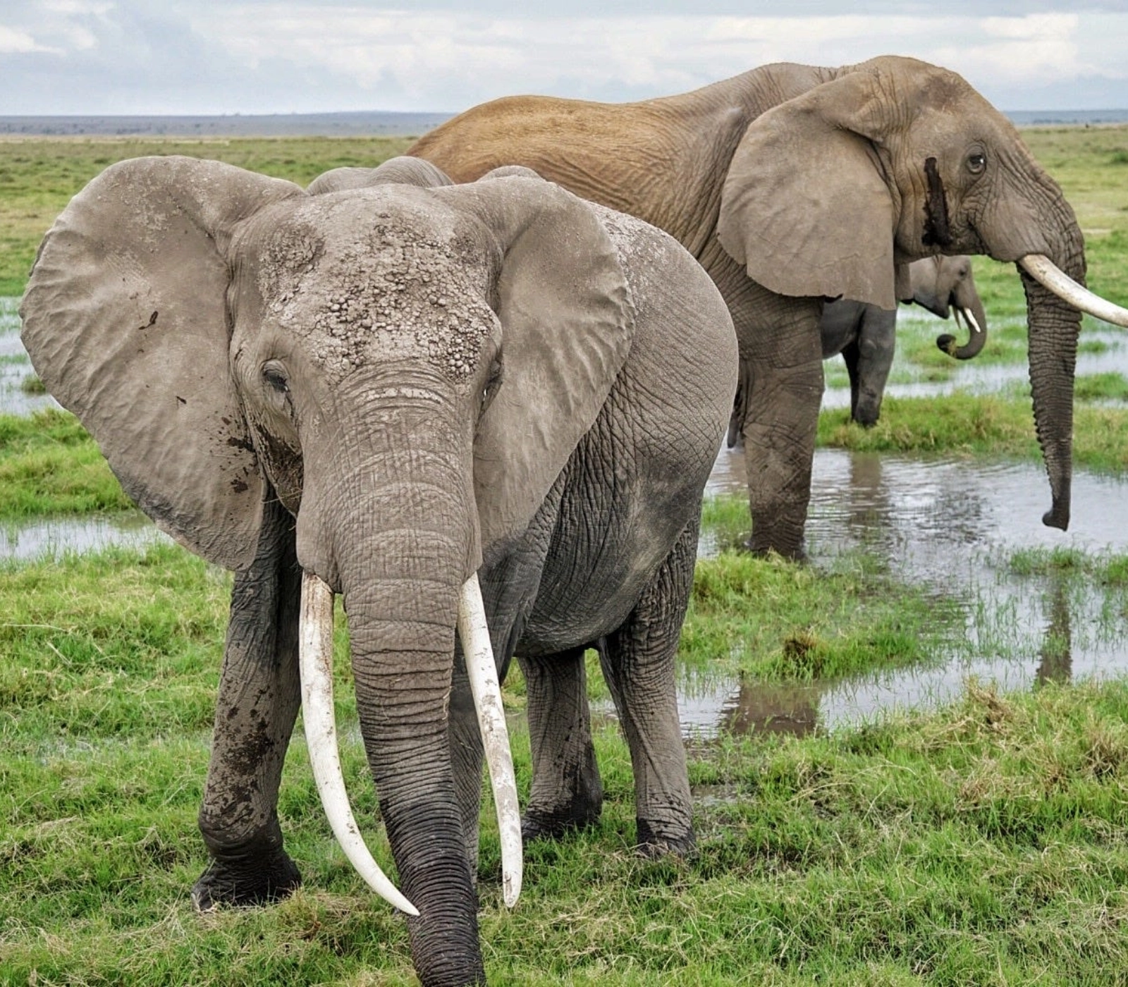 6 Days – Tsavo West, Amboseli, Naivasha & Masai Mara Safari  Attractions