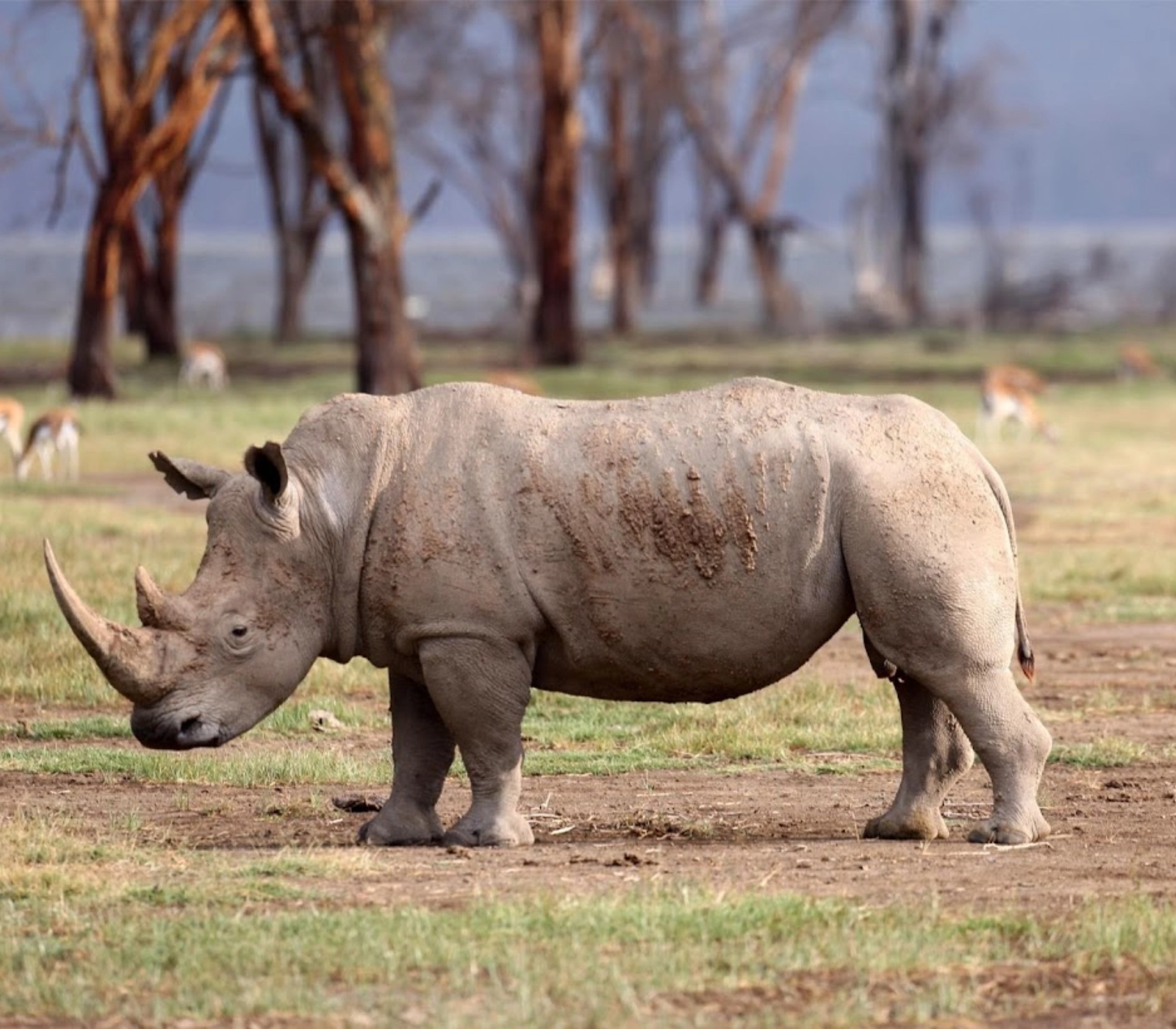 6 Days – Tsavo West, Amboseli, Naivasha & Masai Mara Safari  Attractions