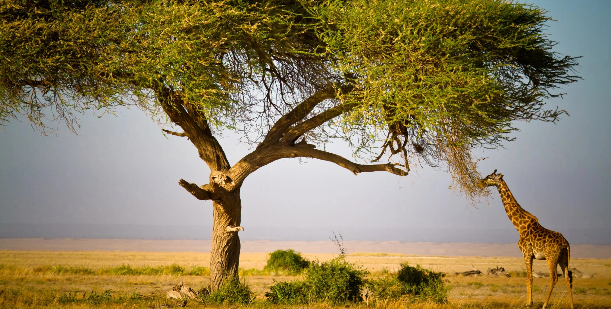 6 Days – Tsavo West, Amboseli, Naivasha & Masai Mara Safari