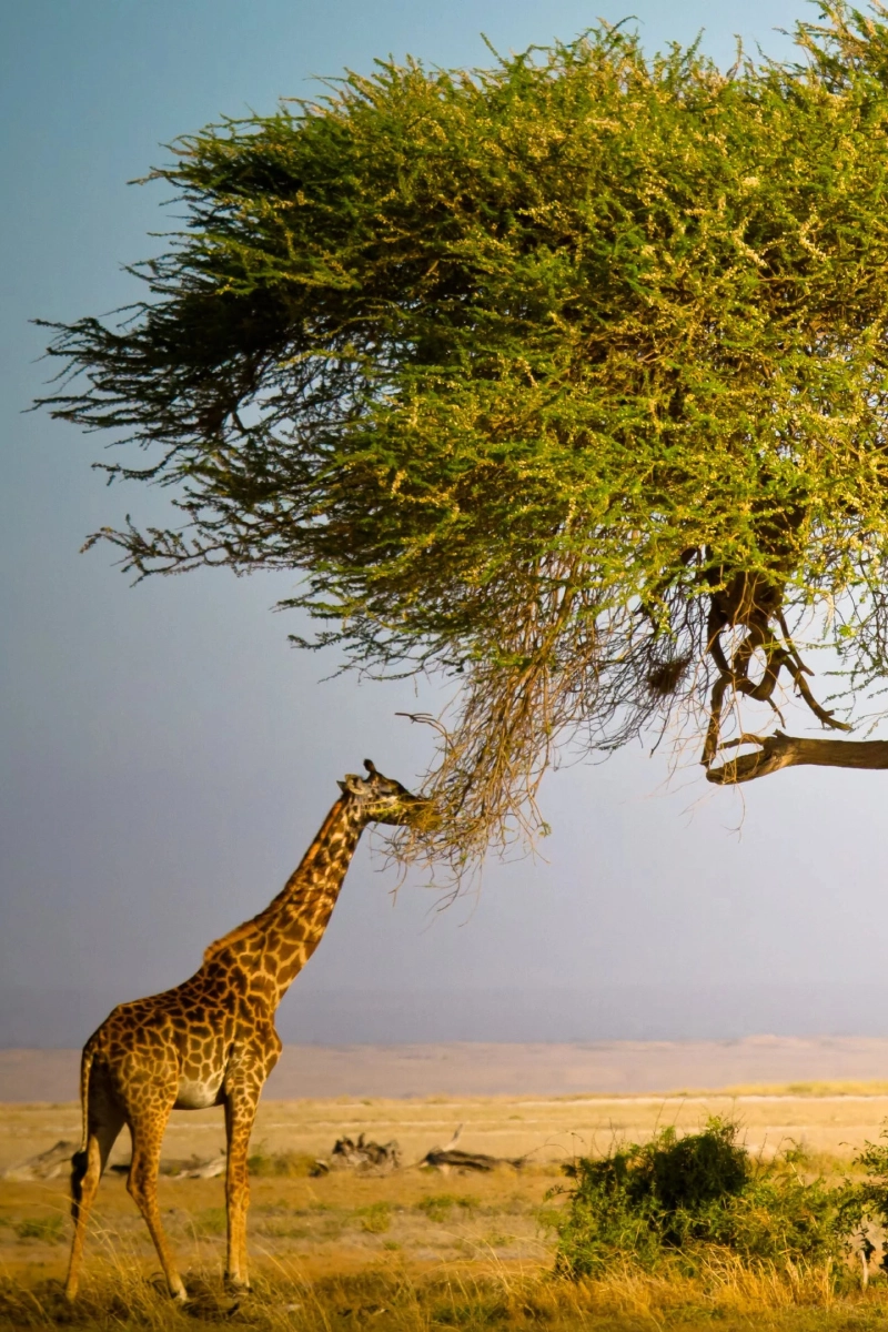 6 Days – Tsavo West, Amboseli, Naivasha & Masai Mara Safari