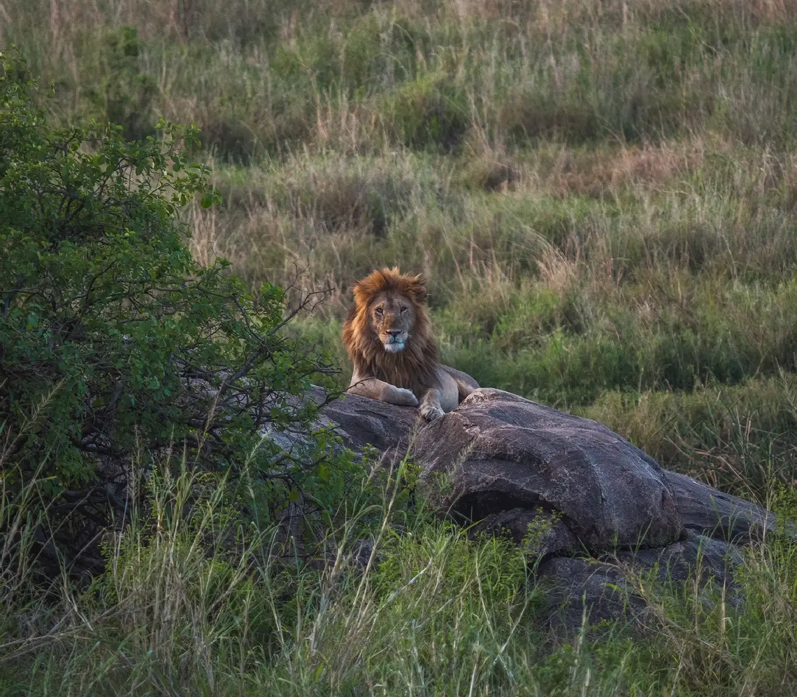 7 Day Kenya & Tanzania Safari  wildlife Attractions