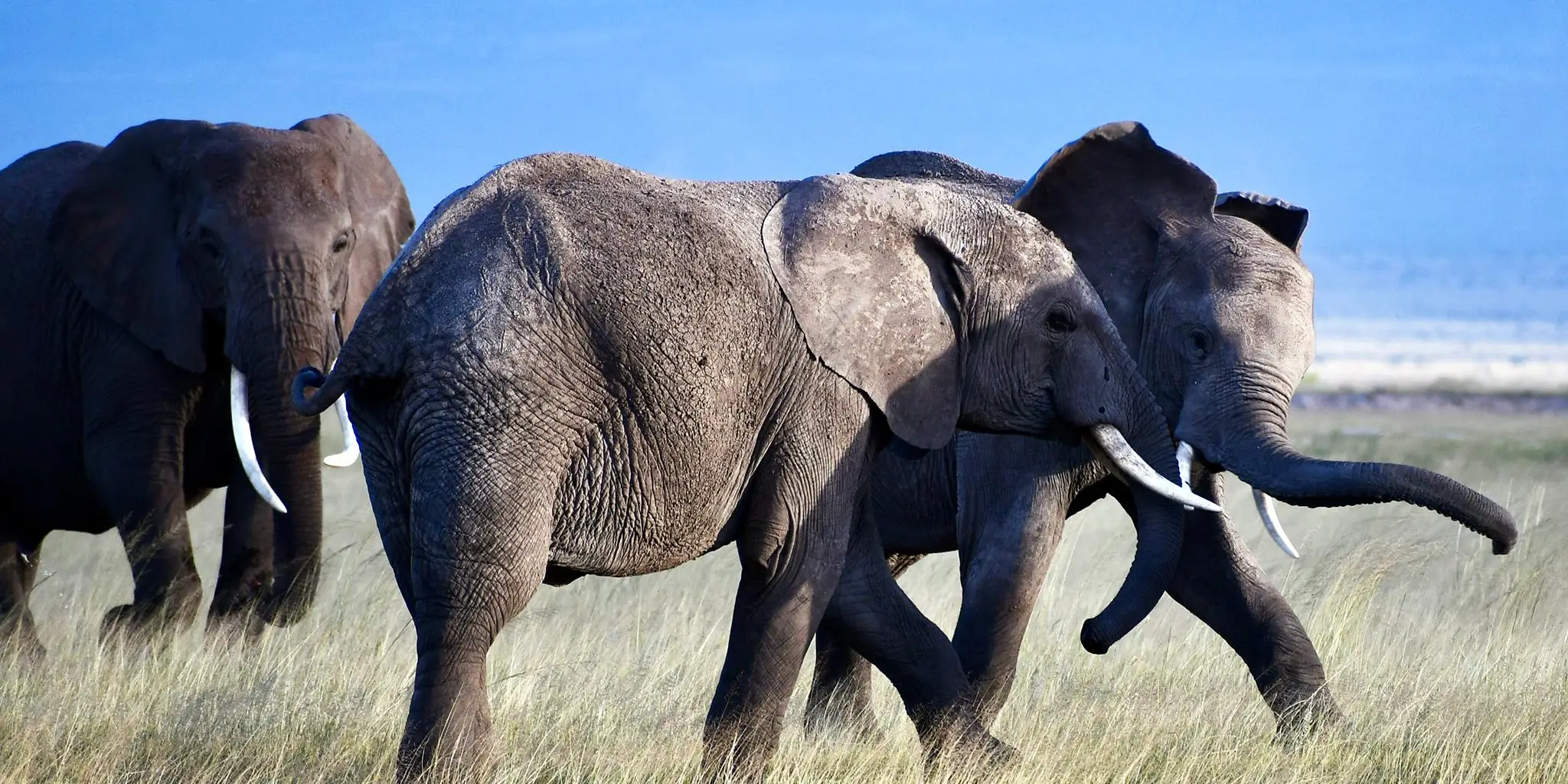 7 Day Kenya & Tanzania Safari 