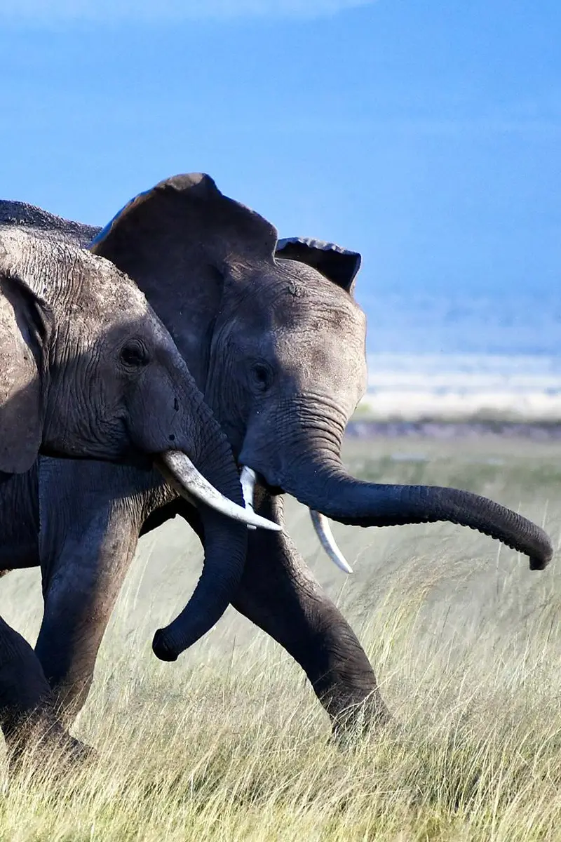 7 Day Kenya & Tanzania Safari