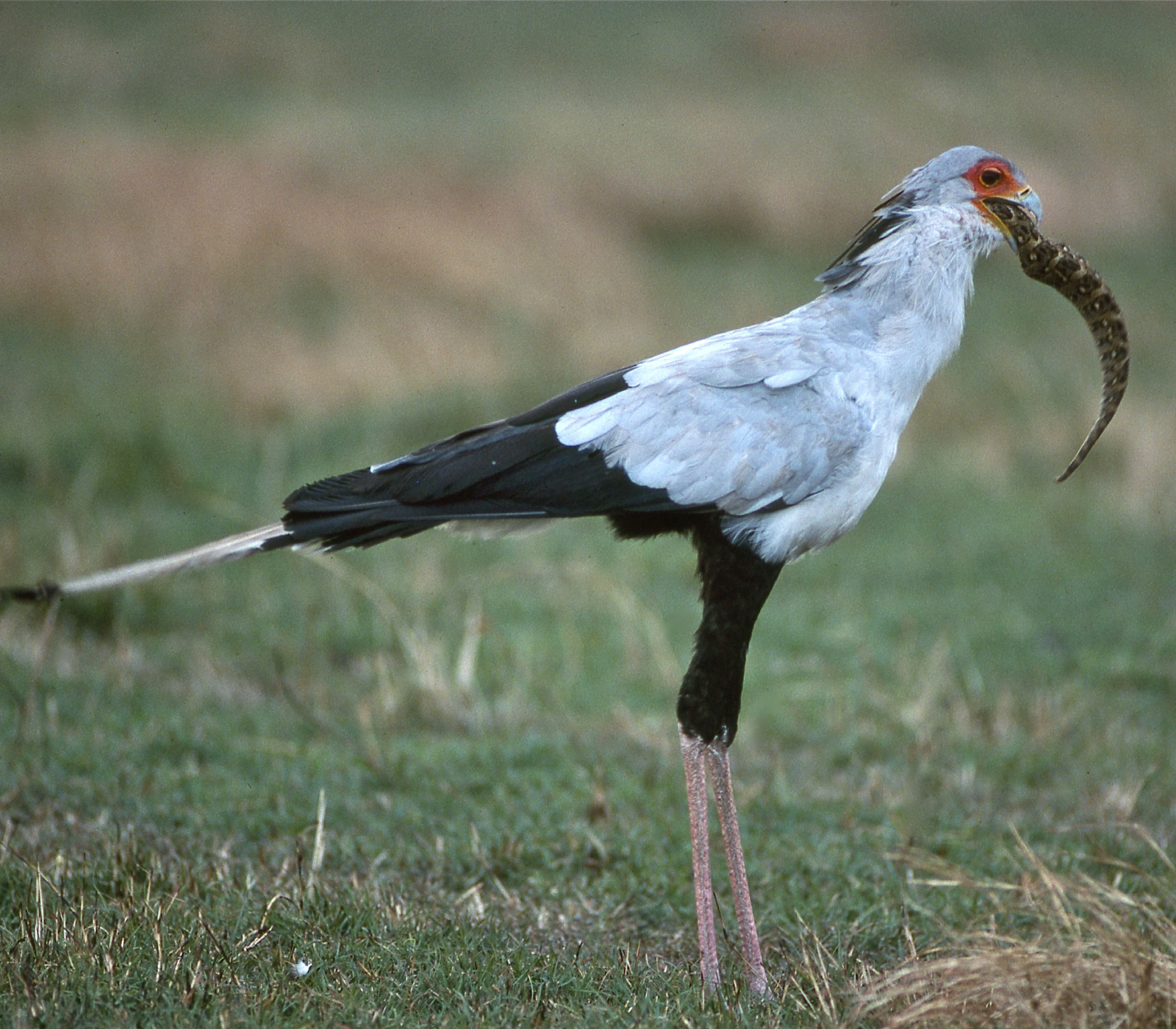 7 Days, 5 Best National Parks & Beach To Beach Safari  wildlife Attractions