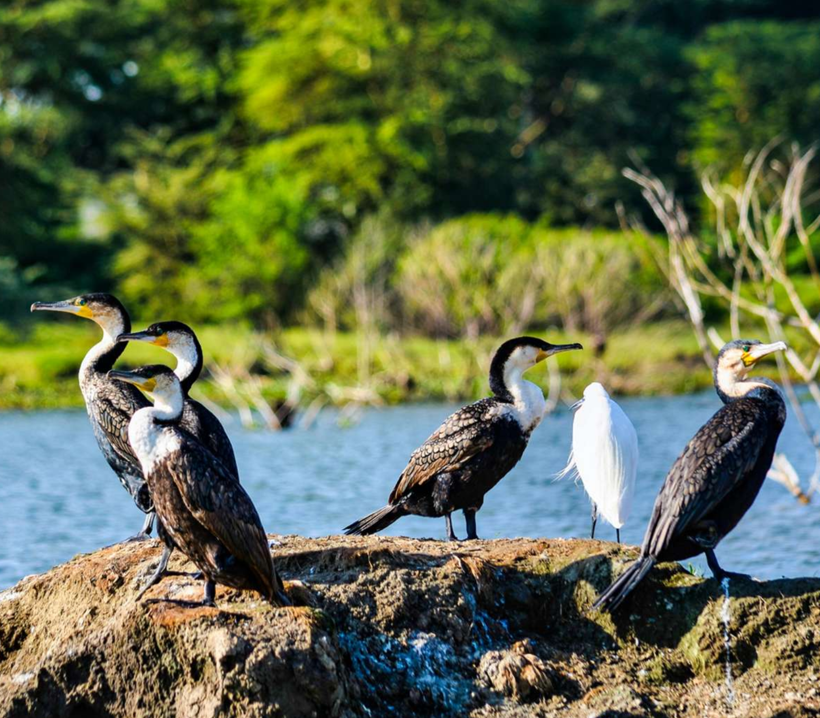 7 Days, 5 Best National Parks & Beach To Beach Safari  wildlife Attractions