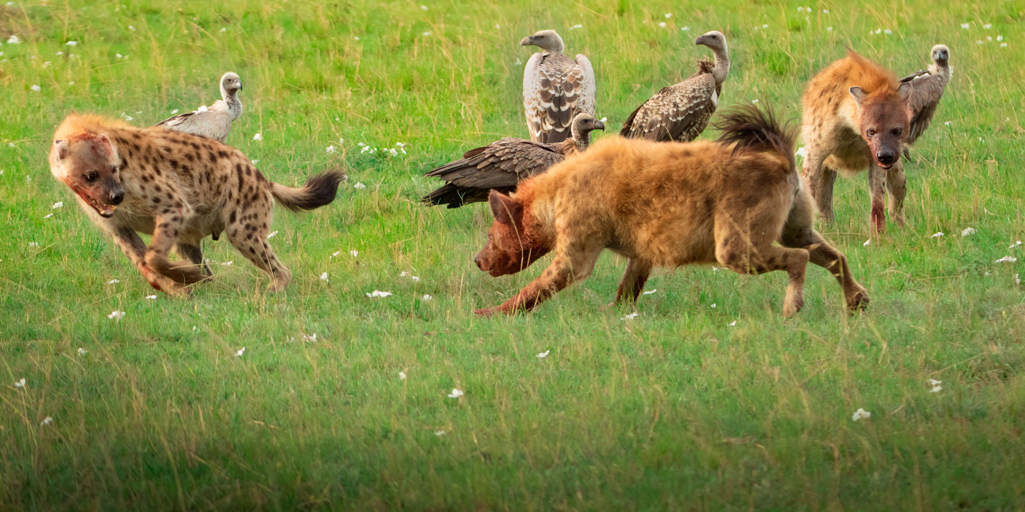 7 Days, 5 Best National Parks & Beach To Beach Safari 