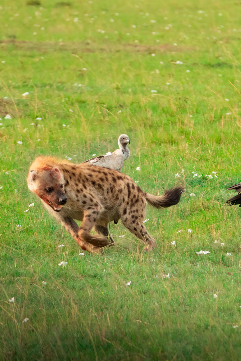 7 Days, 5 Best National Parks & Beach To Beach Safari