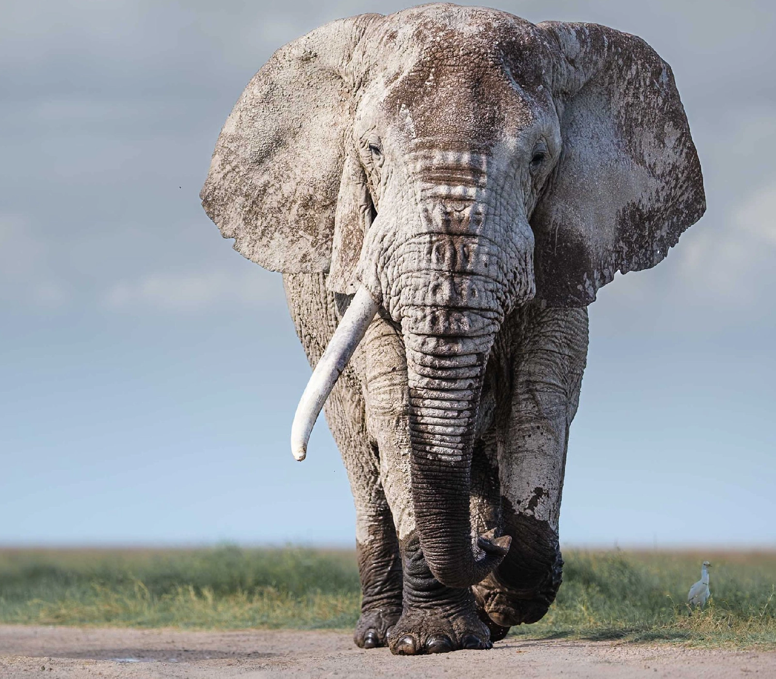 7 Days Amboseli wildlife Safari  Attractions