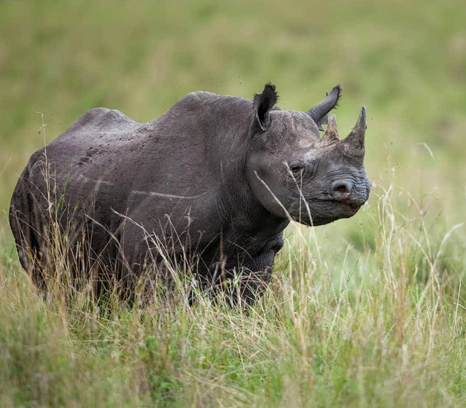 7 Days Amboseli wildlife Safari  Attractions