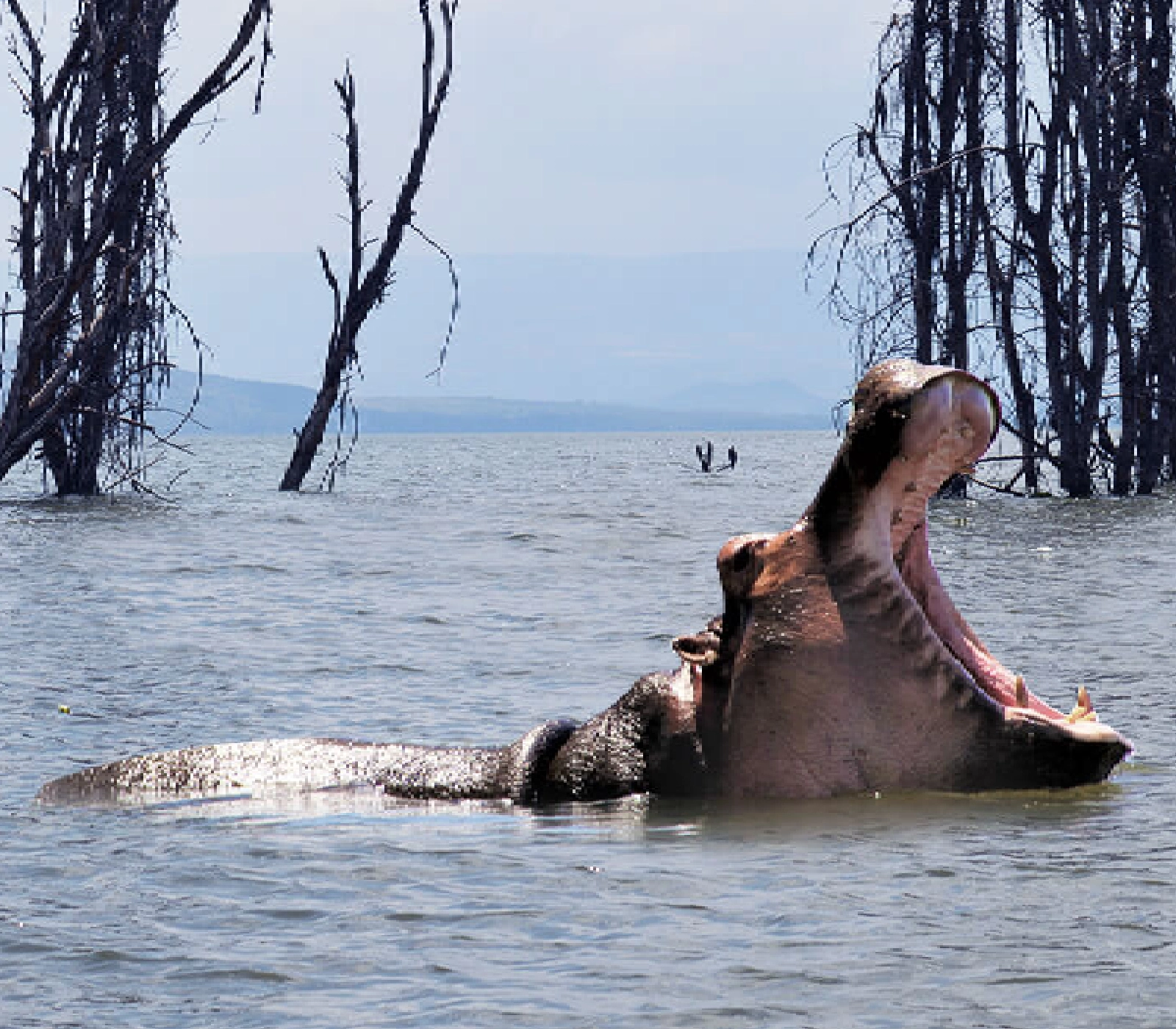 7 Days Amboseli wildlife Safari  Attractions