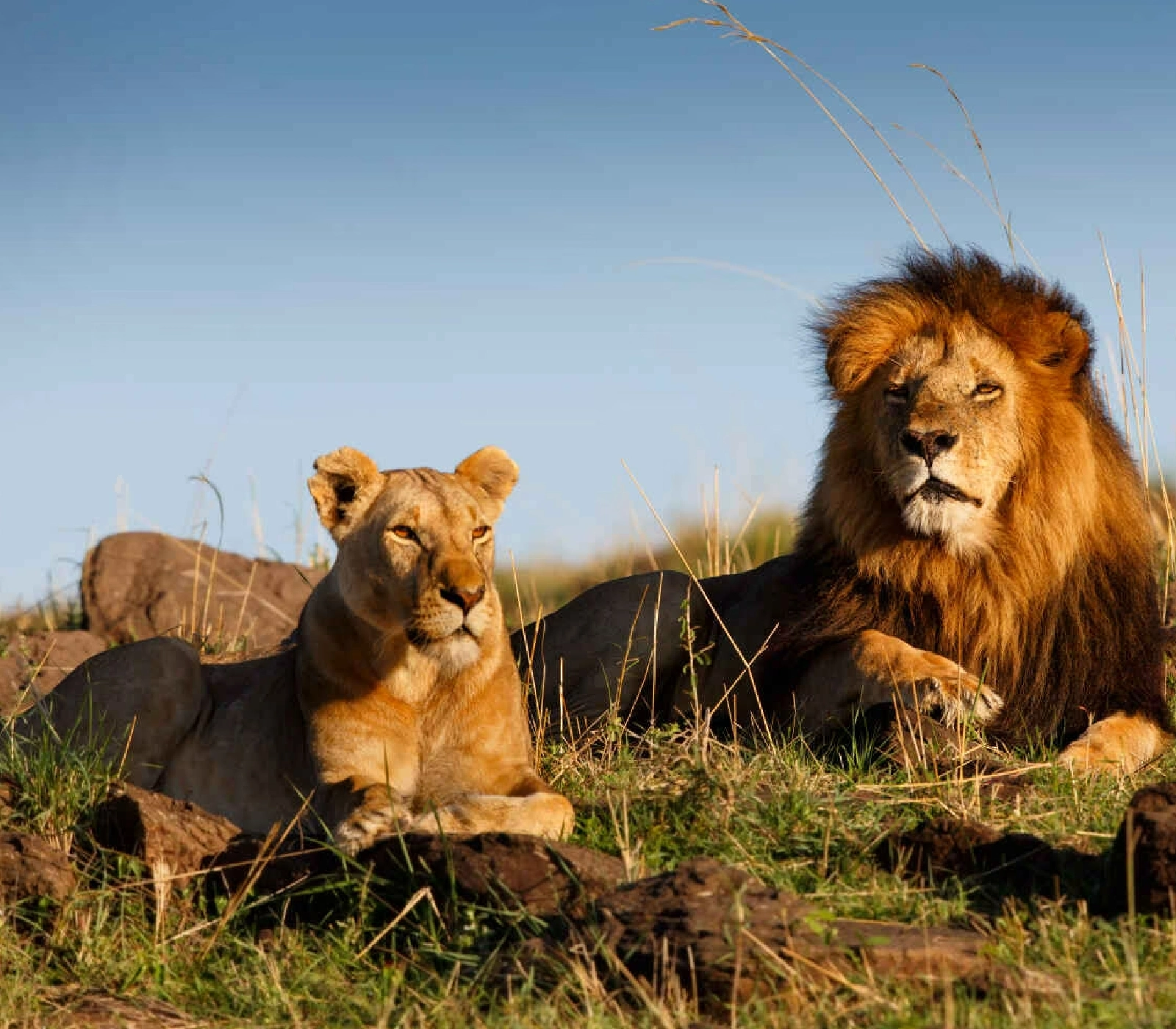 7 Days Amboseli wildlife Safari  Attractions