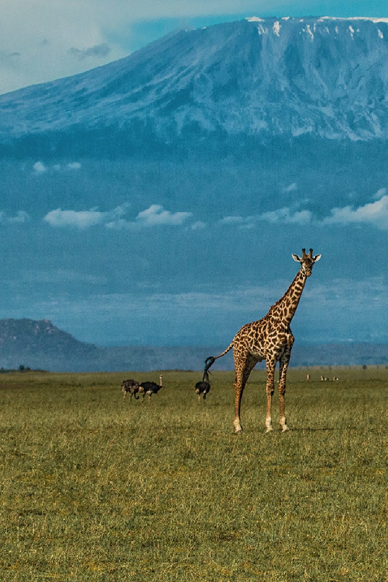 7 Days Amboseli wildlife Safari