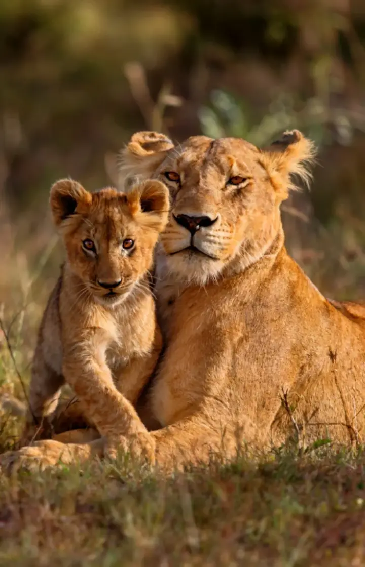 7 Days Incredible Big Five Safaris to Tanzania wildlife
