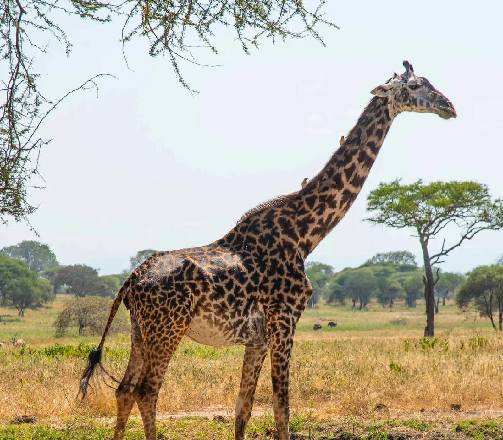 7 Days Incredible Big Five Safaris to Tanzania wildlife Attractions