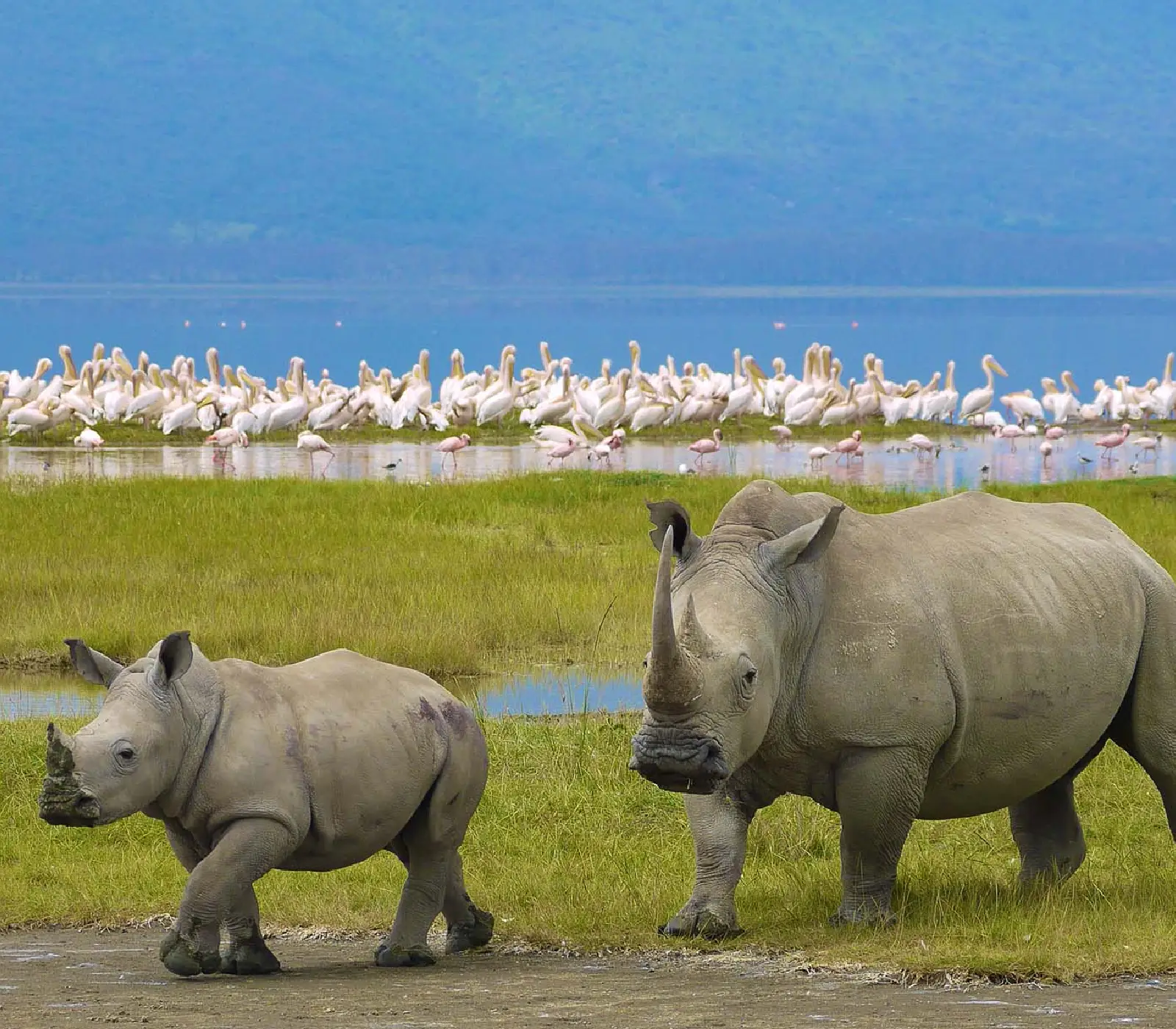 7 Days Incredible Big Five Safaris to Tanzania Attractions