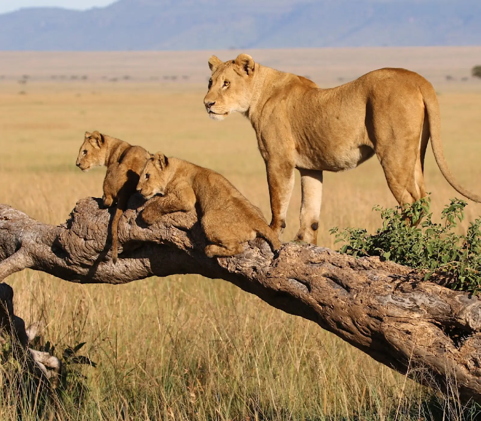 7 Days Incredible Big Five Safaris to Tanzania wildlife Attractions