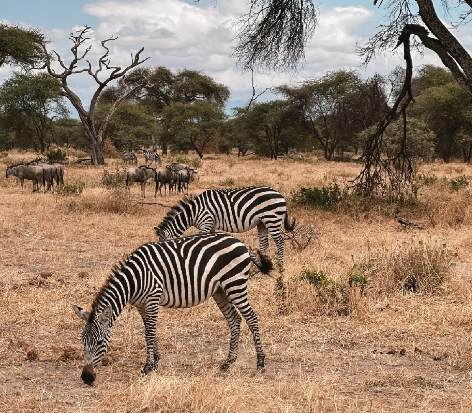 7 Days Incredible Big Five Safaris to Tanzania Attractions