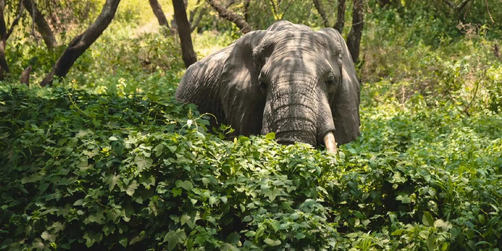 7 Days Incredible Big Five Safaris to Tanzania