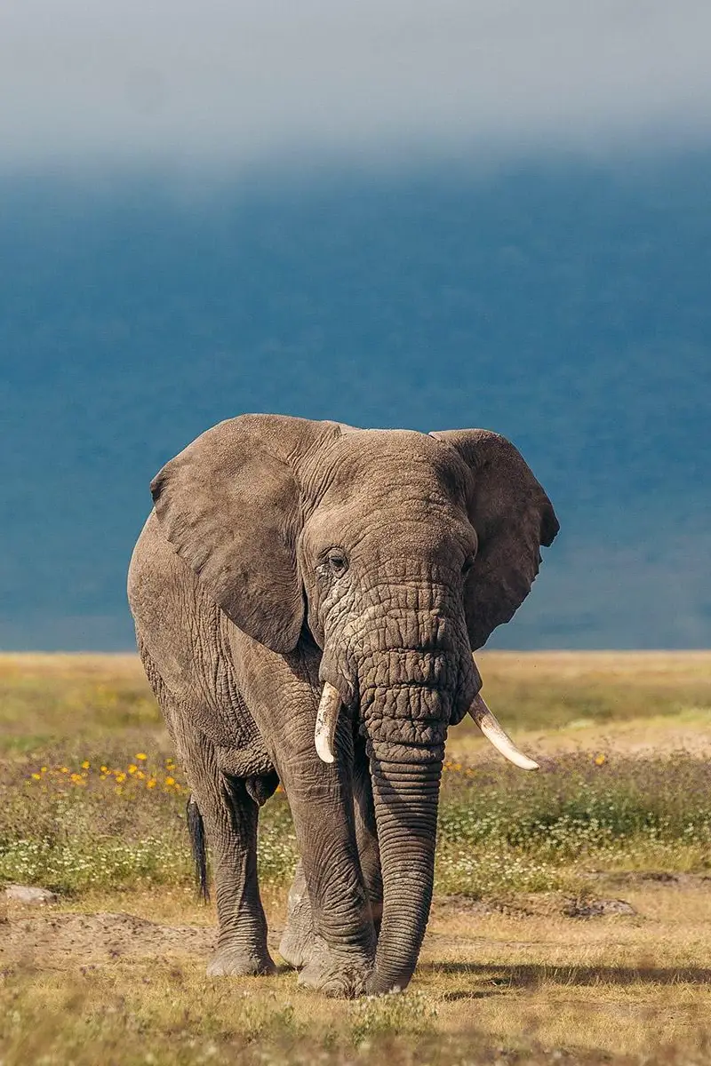 7 Days Incredible Big Five Safaris