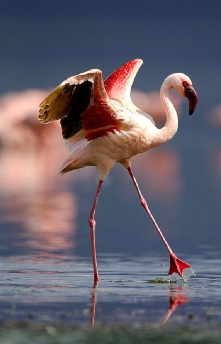 7-Days Kenya & Tanzania Safari: Amboseli To Ngorongoro wildlife