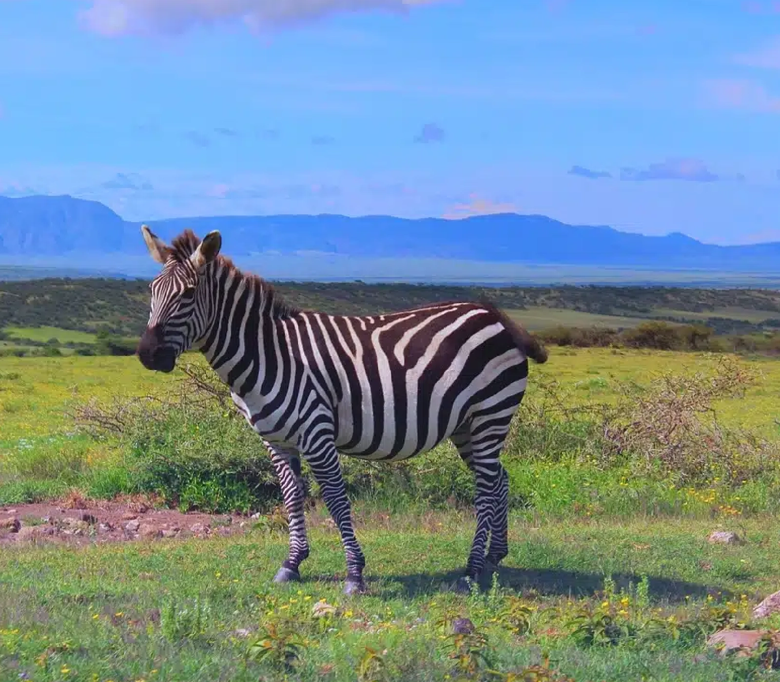 7-Days Kenya & Tanzania Safari: Amboseli To Ngorongoro Attractions