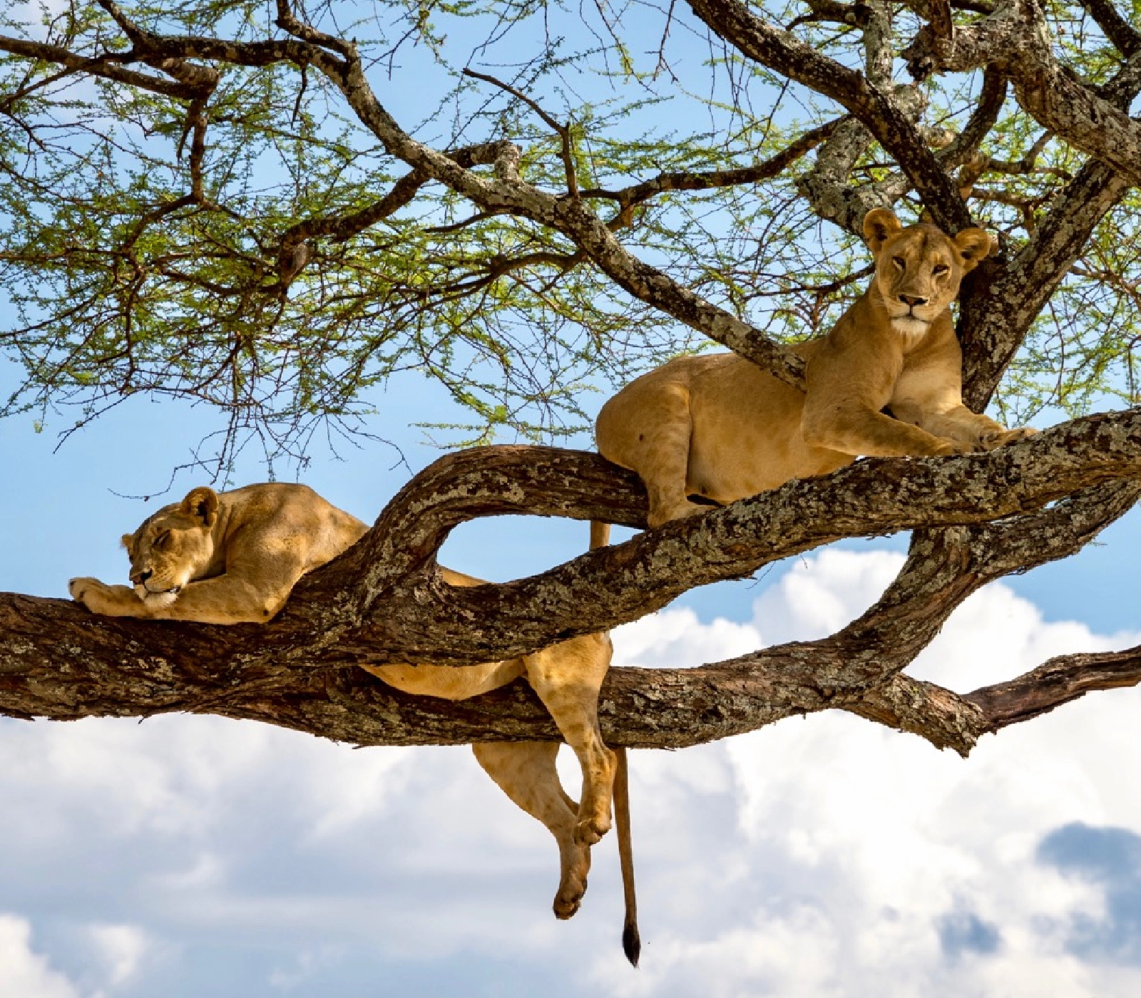 7-Days Kenya & Tanzania Safari: Amboseli To Ngorongoro  Attractions