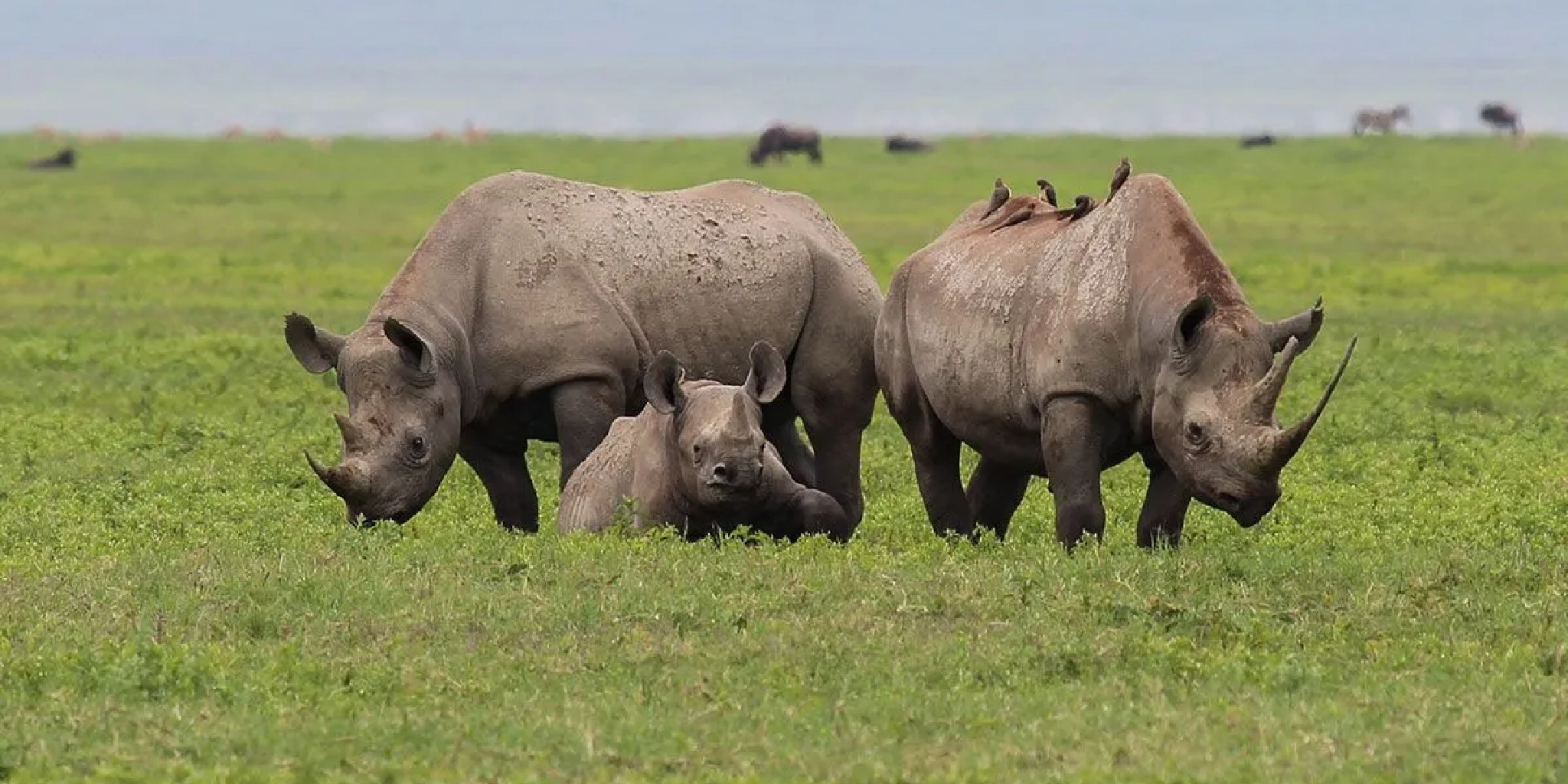 7-Days Kenya & Tanzania Safari: Amboseli To Ngorongoro   