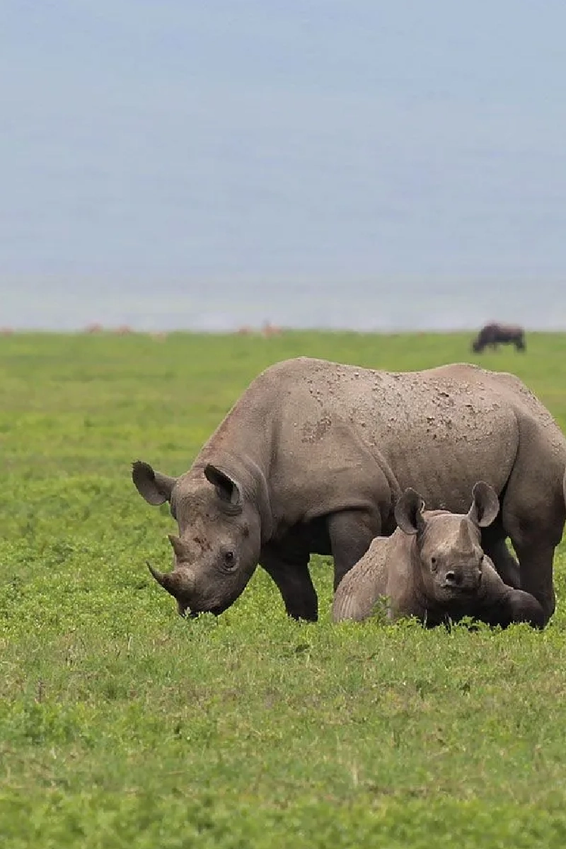 7-Days Kenya & Tanzania Safari: Amboseli To Ngorongoro