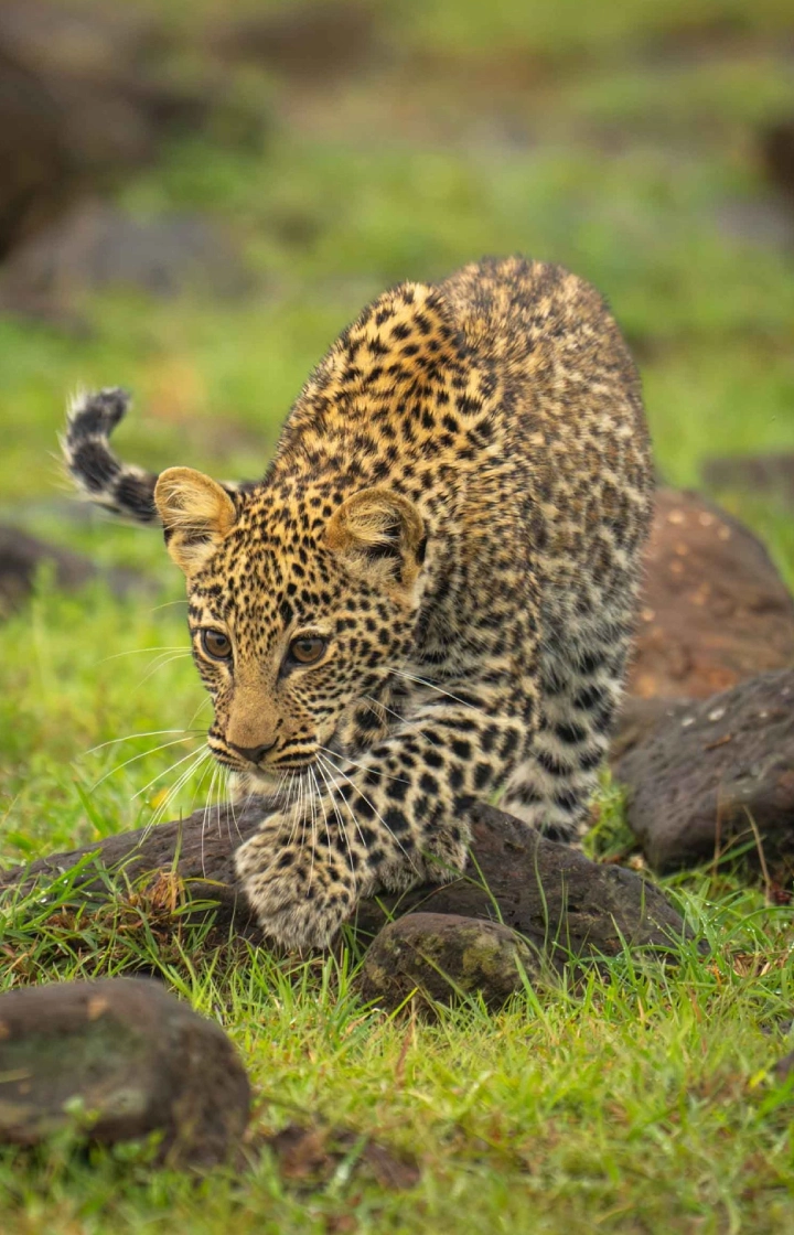 7 Days Kenya Family Safaris to Masai Mara wildlife