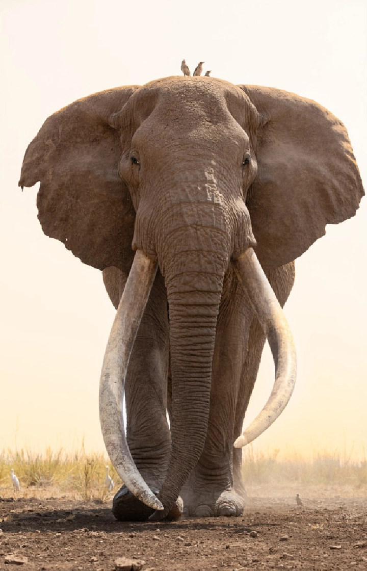 7-Days Kenya Safari: Amboseli, Lake Naivasha, Lake Nakuru & Masai Mara  wildlife