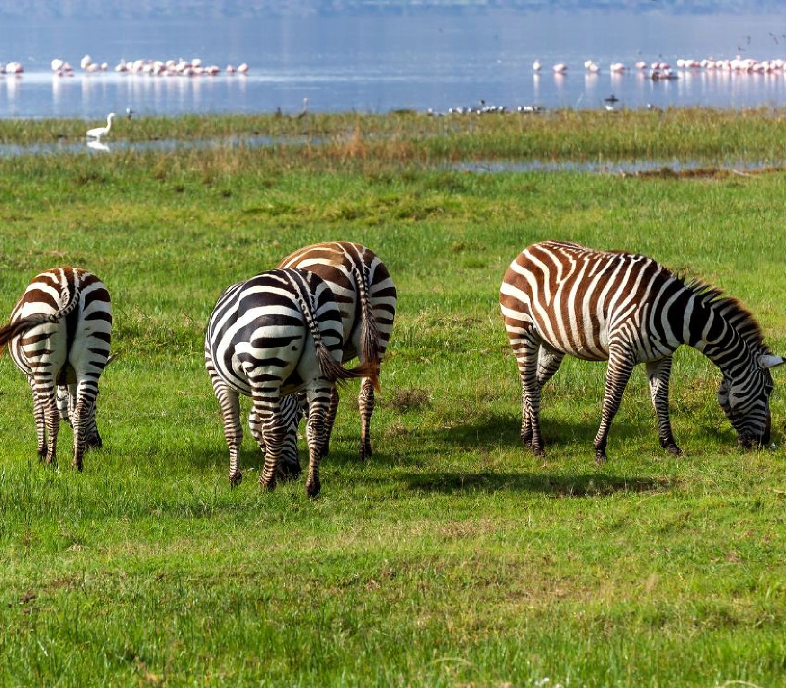7-Days Kenya Safari: Amboseli, Lake Naivasha, Lake Nakuru & Masai Mara  wildlife Attractions