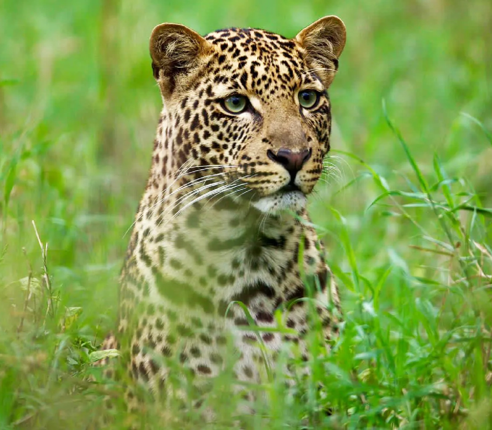 7-Days Kenya Safari: Amboseli, Lake Naivasha, Lake Nakuru & Masai Mara  Attractions