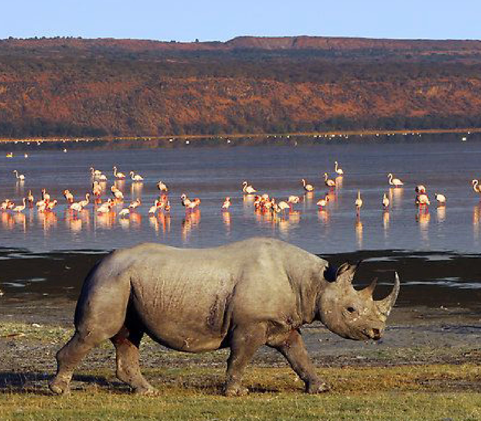 7-Days Kenya Safari: Amboseli, Lake Naivasha, Lake Nakuru & Masai Mara  wildlife Attractions