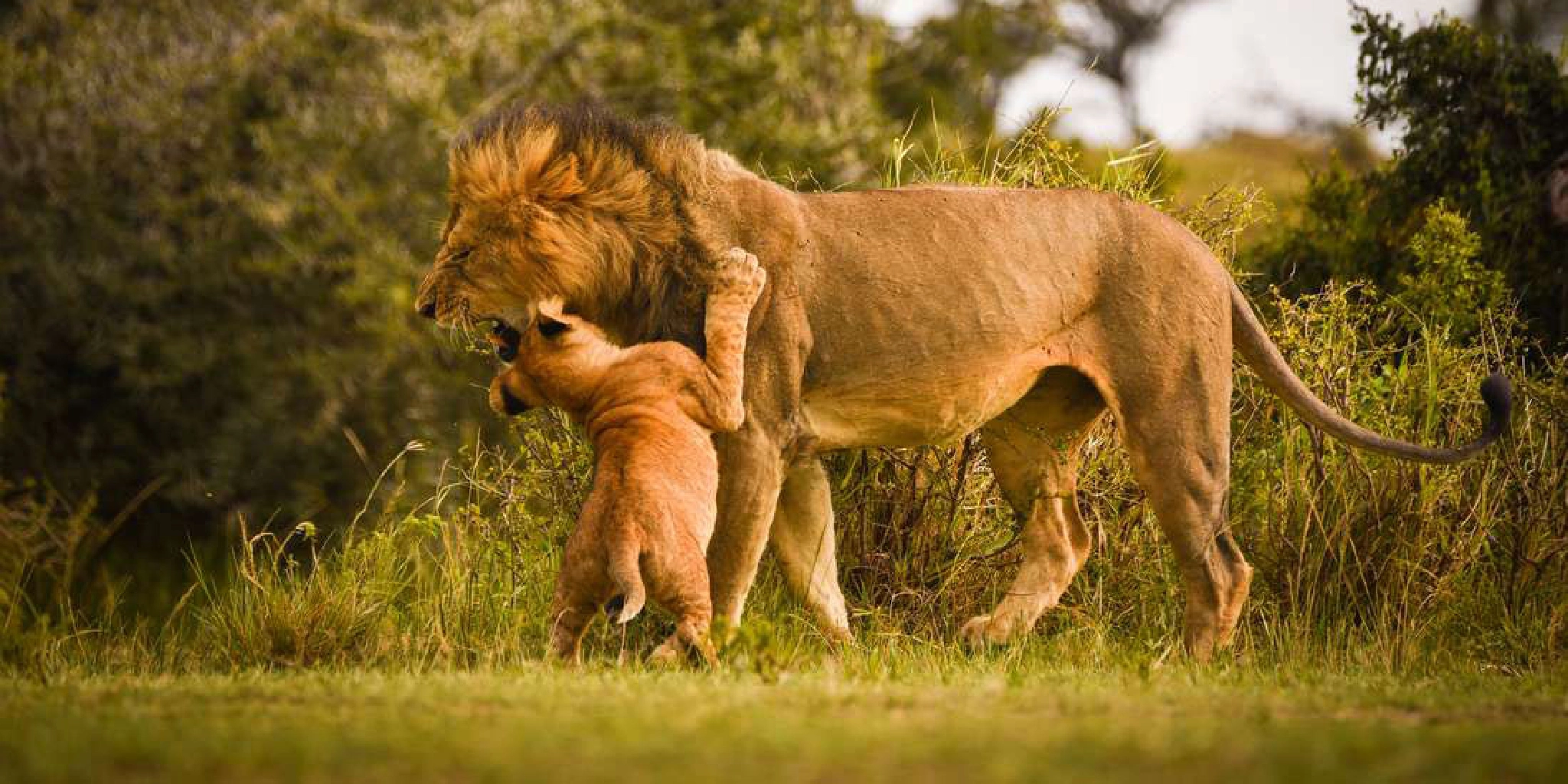 7-Days Kenya Safari: Amboseli, Lake Naivasha, Lake Nakuru & Masai Mara 