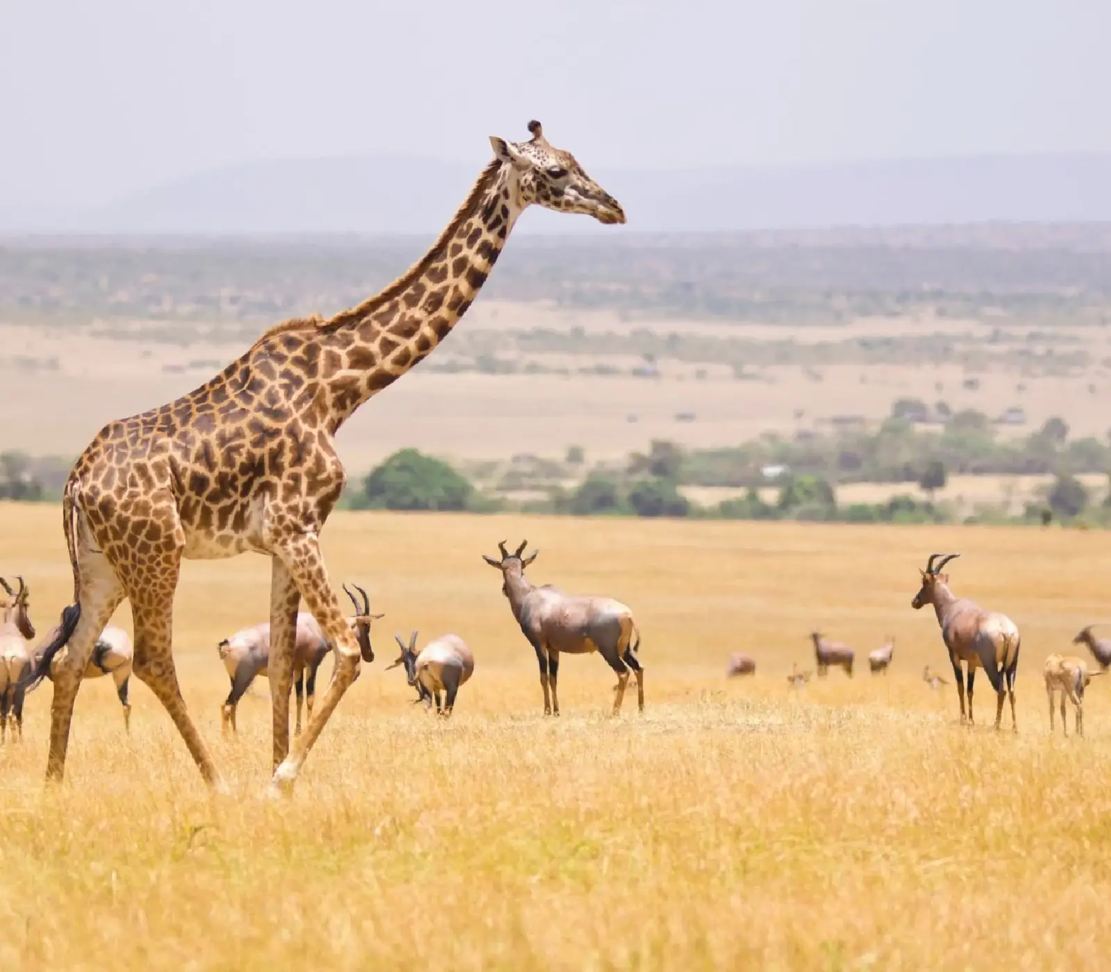 7 Days Masai Mara Wildlife Safari wildlife Attractions