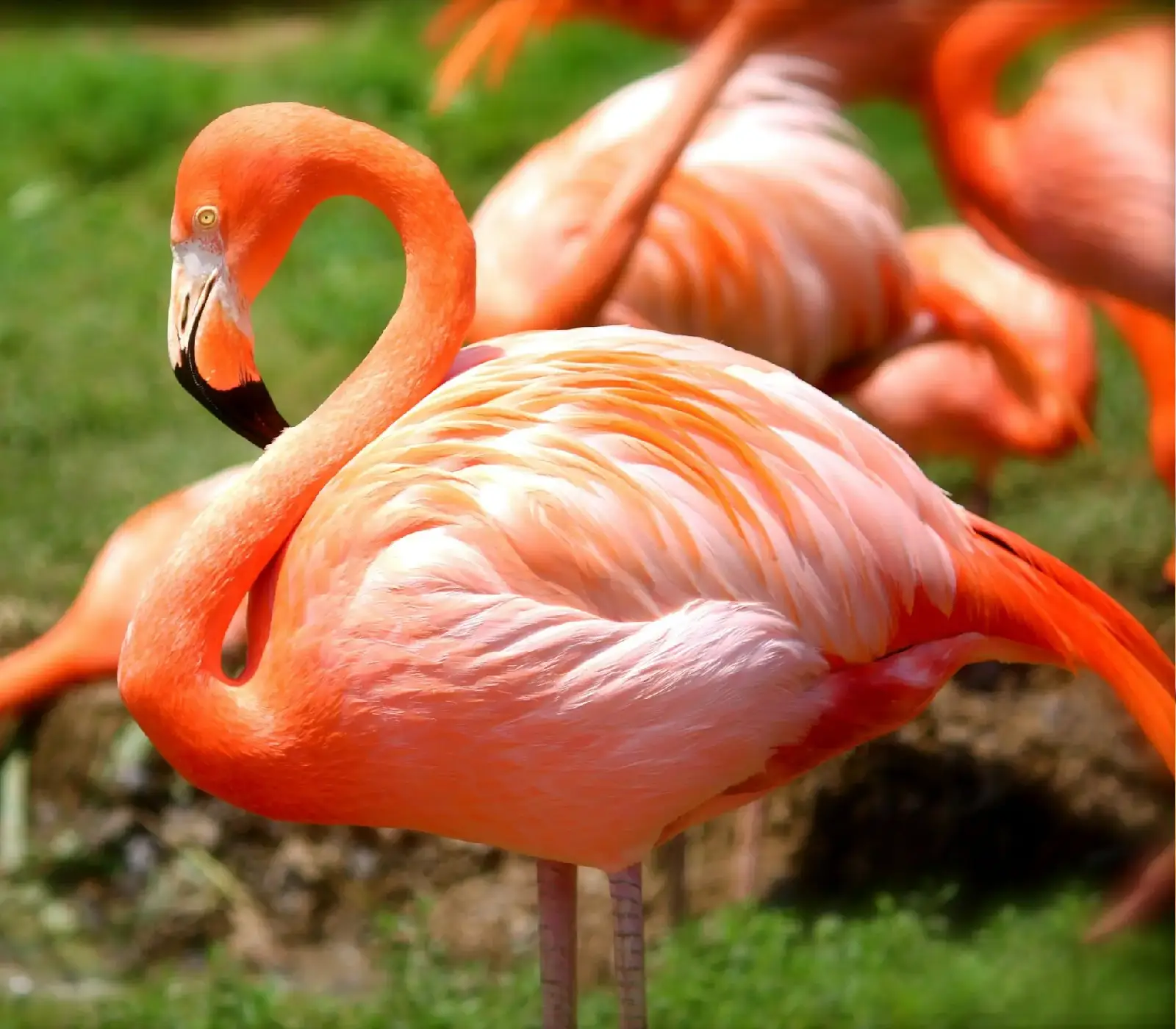 7 Days Masai Mara Wildlife Safari Attractions