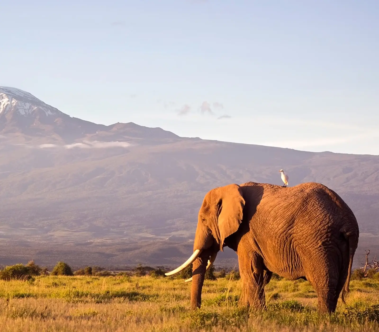 7 Days Masai Mara Wildlife Safari wildlife Attractions