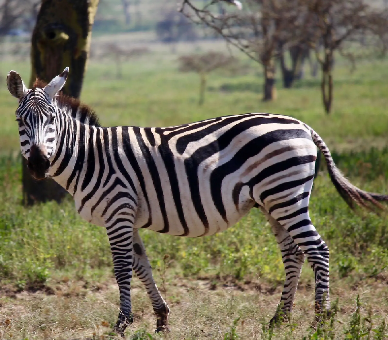 7 Days Masai Mara Wildlife Safari Attractions