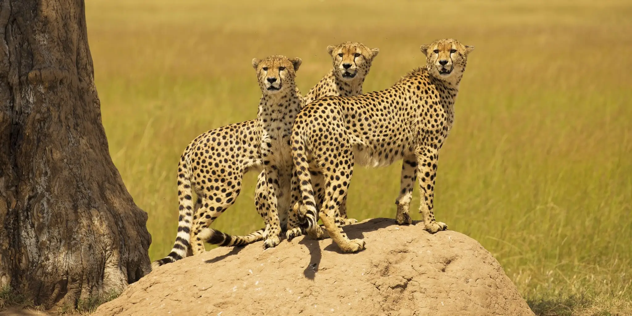 7 Days Masai Mara Wildlife Safari