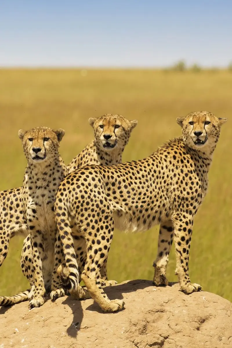 7 Days Masai Mara Wildlife Safari