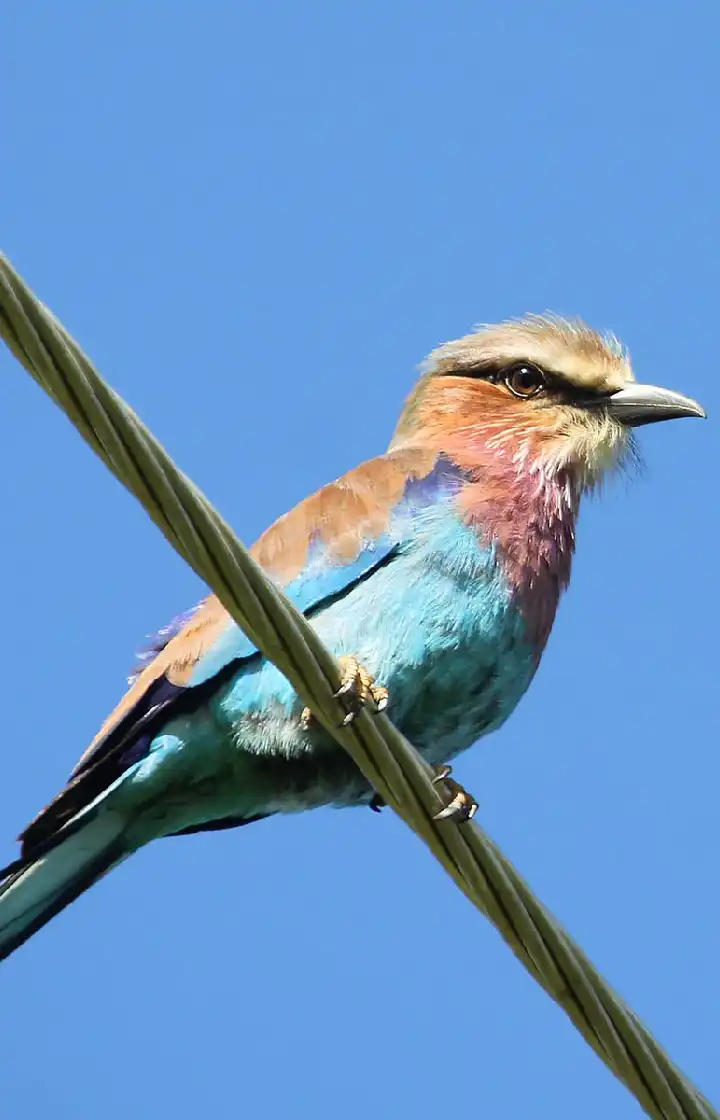 7 Days Northern Tanzania Bird Watching Safari