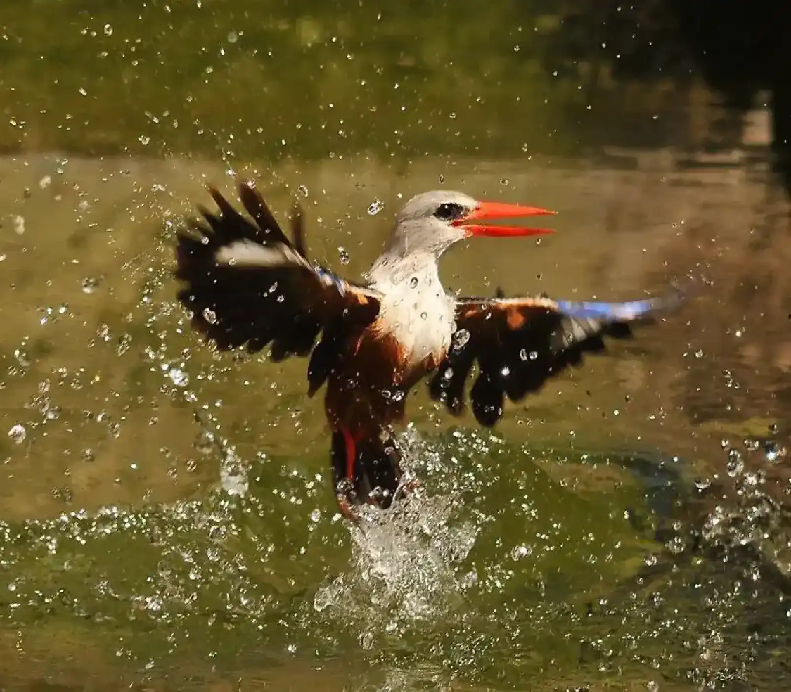 7 Days Northern Tanzania Bird Watching Safari Attractions