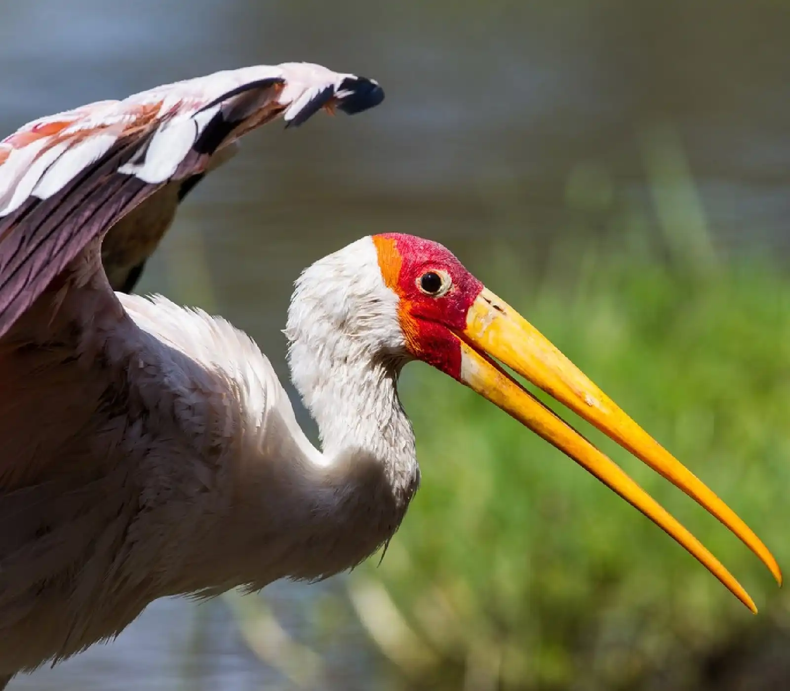 7 Days Northern Tanzania Bird Watching Safari Attractions